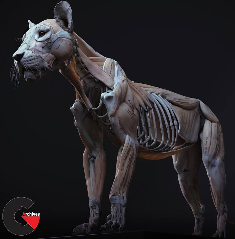 3D Models – Lion Anatomy