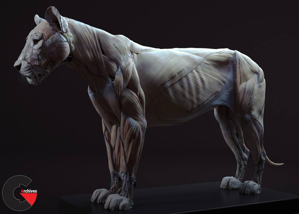 3D Models – Lion Anatomy