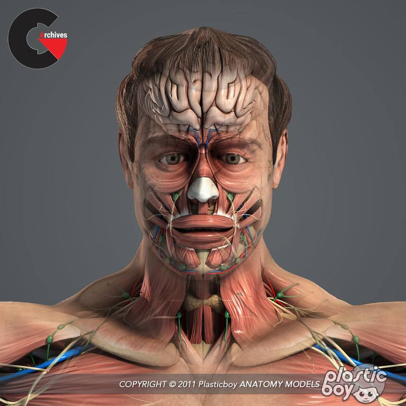 Male and Female Anatomy Even More Complete Pack V05