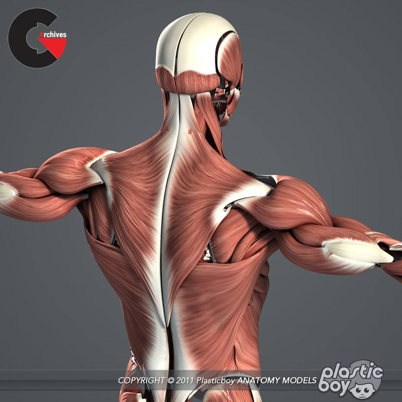 Male and Female Anatomy Even More Complete Pack V05