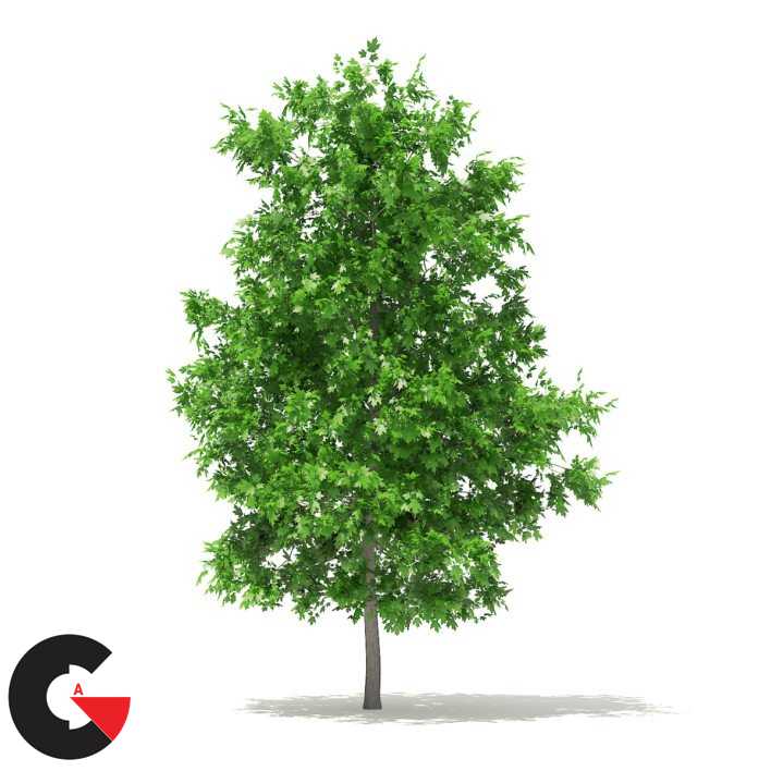 CGAxis – Trees 3D Models Collection – Volume 100