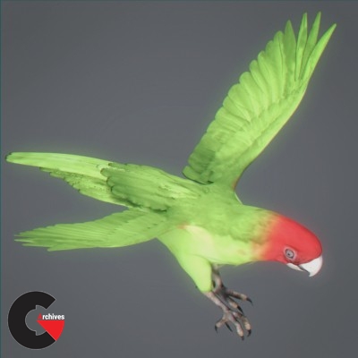 Animated Parrots Pack 3D model