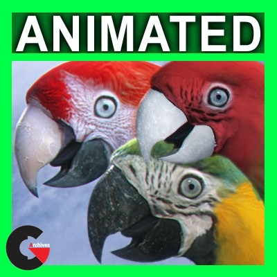 Animated Parrots Pack 3D model