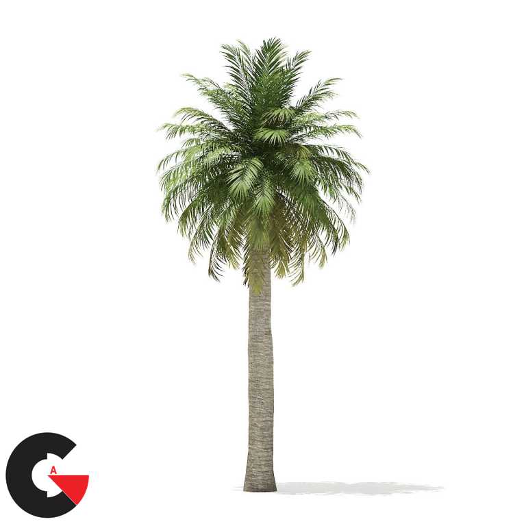 CGAxis – Palm Trees 3D Models Collection Volume 110