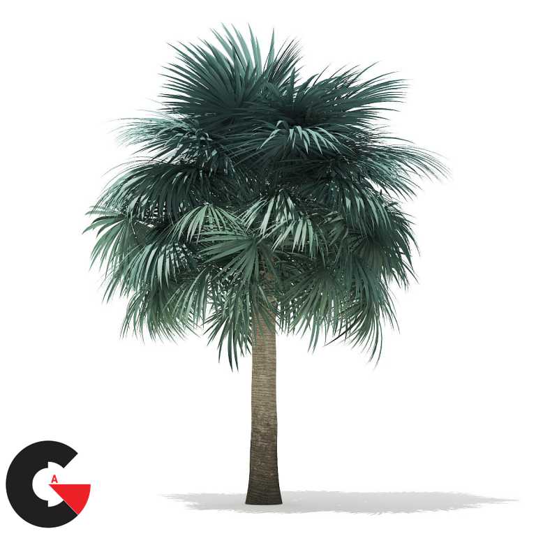 CGAxis – Palm Trees 3D Models Collection Volume 110