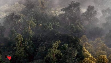 Building a Realistic Aerial Forest Scene in 3ds Max FULL