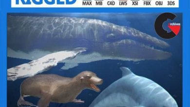 Pack - Marine Mammals 3D model