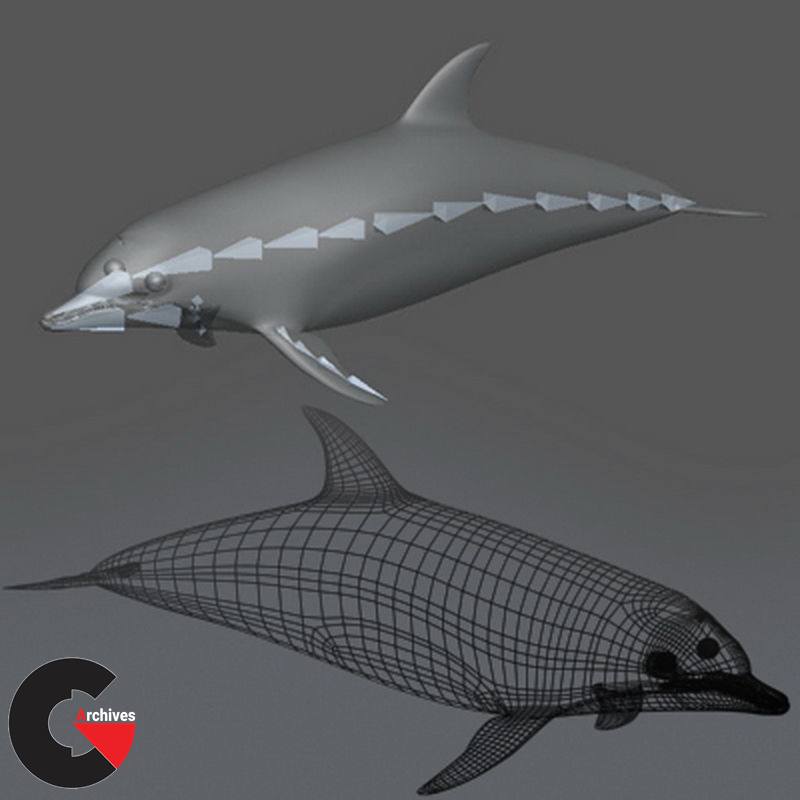 Pack - Marine Mammals 3D model (9)