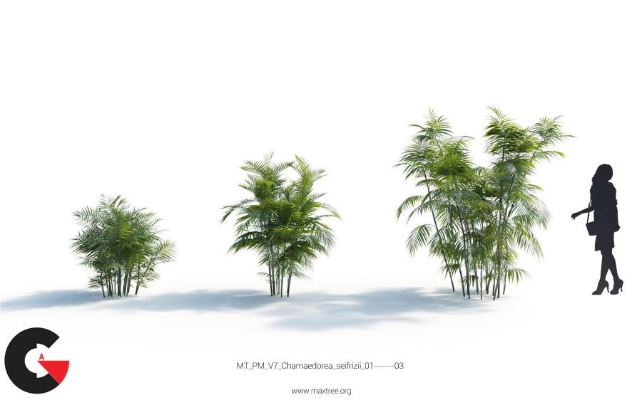 Plant Models Vol 7