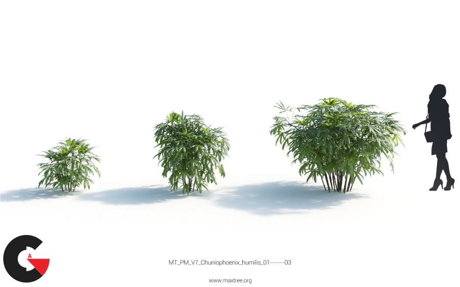 Plant Models Vol 7