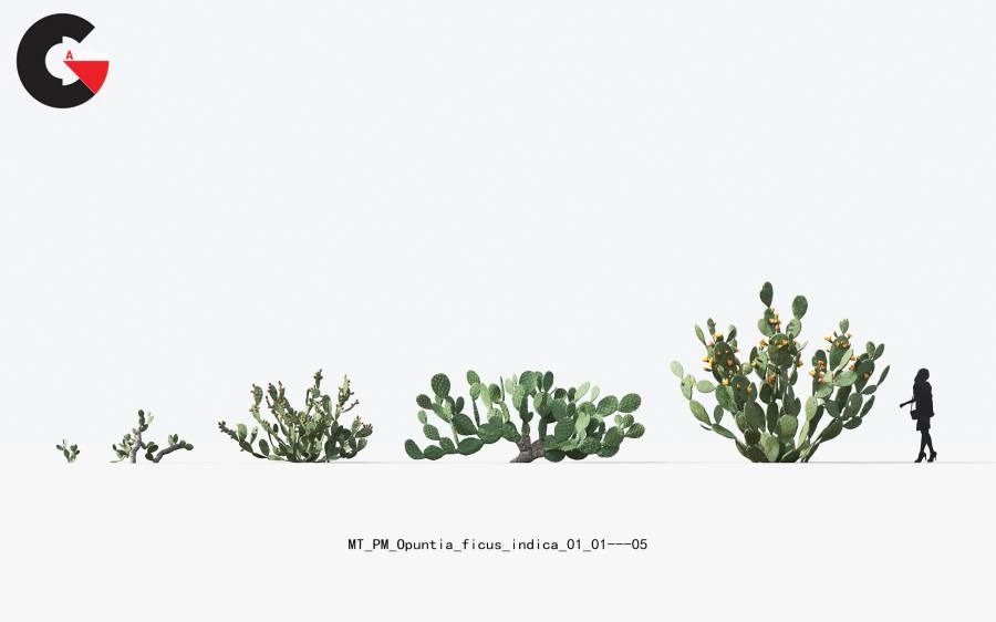 Plant Models Vol. 17