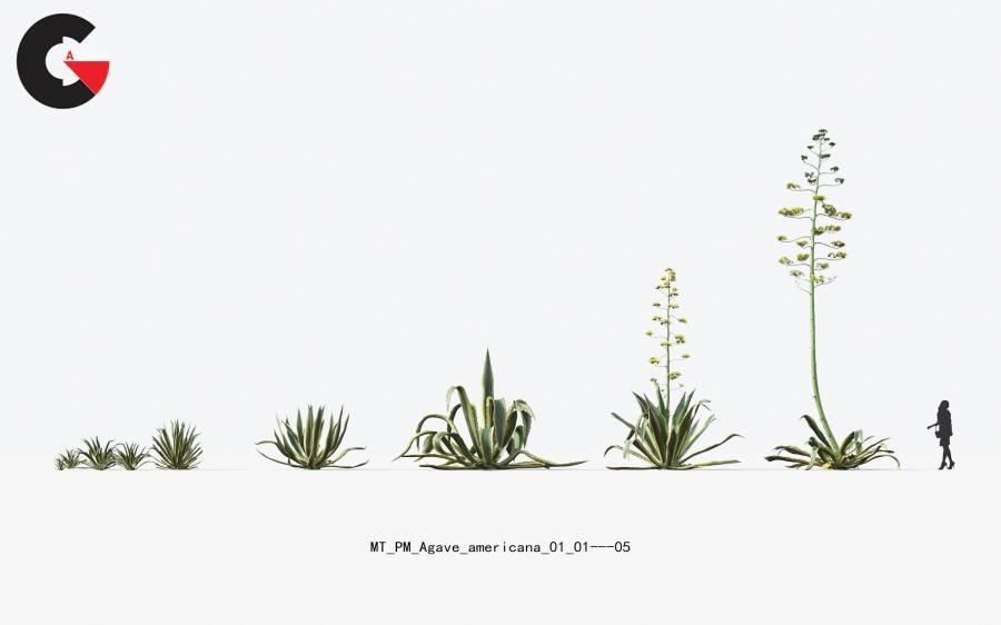 Plant Models Vol. 17