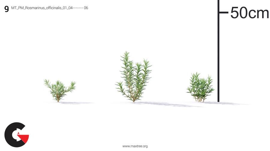 Plant Models Vol.19
