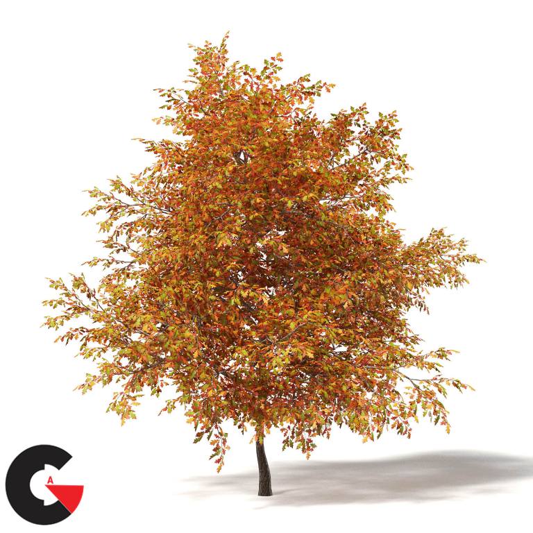 CGAxis – Autumn Trees 3D Models Collection – Volume 115