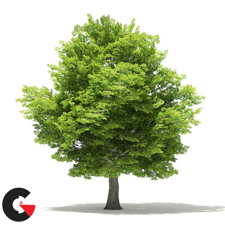 CGAxis – Trees 3D Models Collection – Volume 109