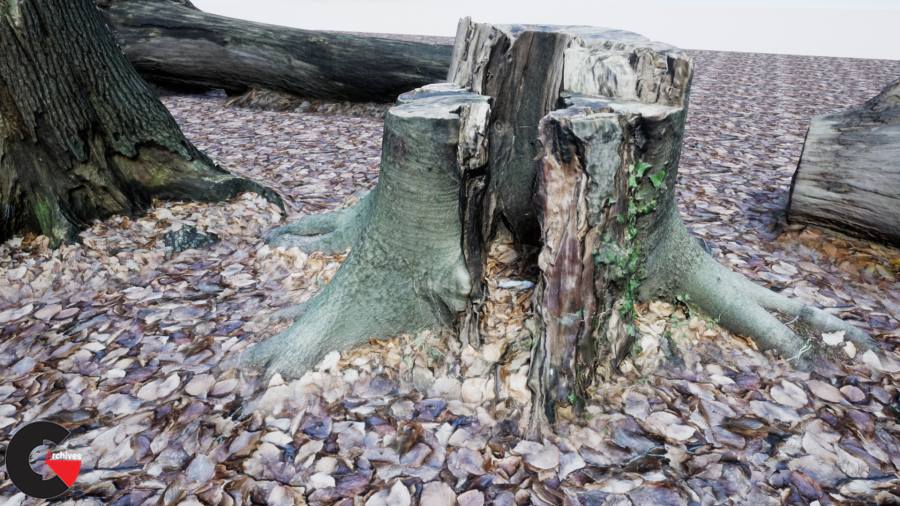 Photo-scanned Realistic Tree Stumps / Trunks