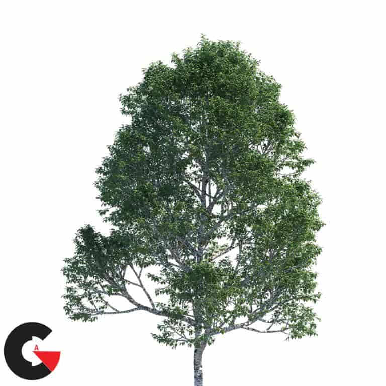 Polyget – Common Birch Trees 3D Models Collection