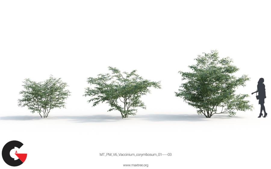 Maxtree plant models. Дуб Натталла Maxtree. Maxtree Olive. Tree Acer Maxtree.