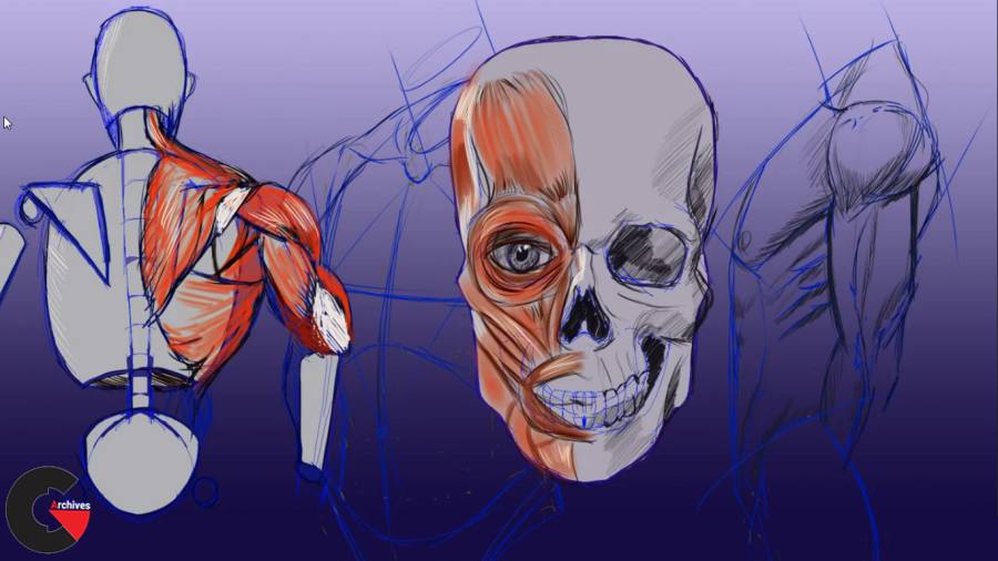 Udemy – Complete Beginner's Guide to Anatomy and Figure Drawing