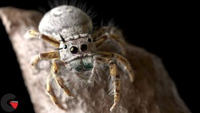 Gnomon - Modeling and Rendering a Realistic Jumping Spider - Eric Keller