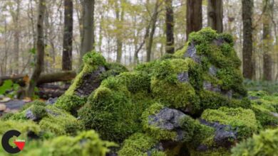 Moss 7 Species and Stones – PBR Asset Kit Low-poly