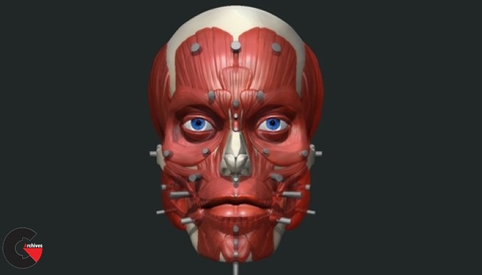 Uartsy - Anatomy Of The Face