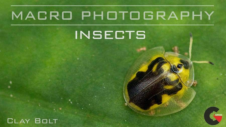 Craftsy - Macro Photography Insects with Clay Bolt