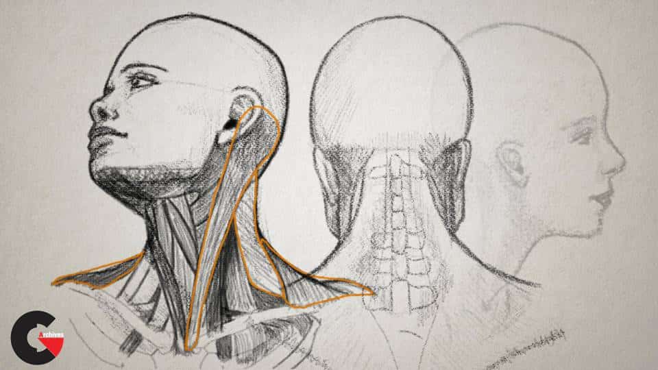 Proportions of the Head - Anatomy course for artists