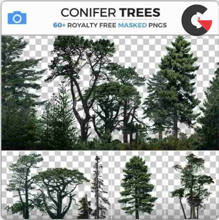 Photobash – Conifer Trees