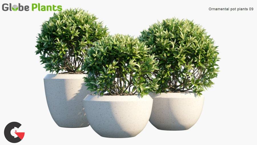 Globe Plants – Bundle 01 – Ornamental and Decorative Pot Plants