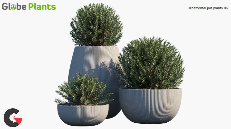 Globe Plants – Bundle 01 – Ornamental and Decorative Pot Plants