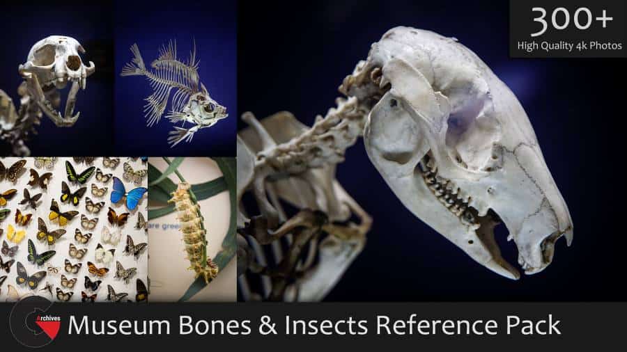 ArtStation – Museum Bones & Insects Reference Pack