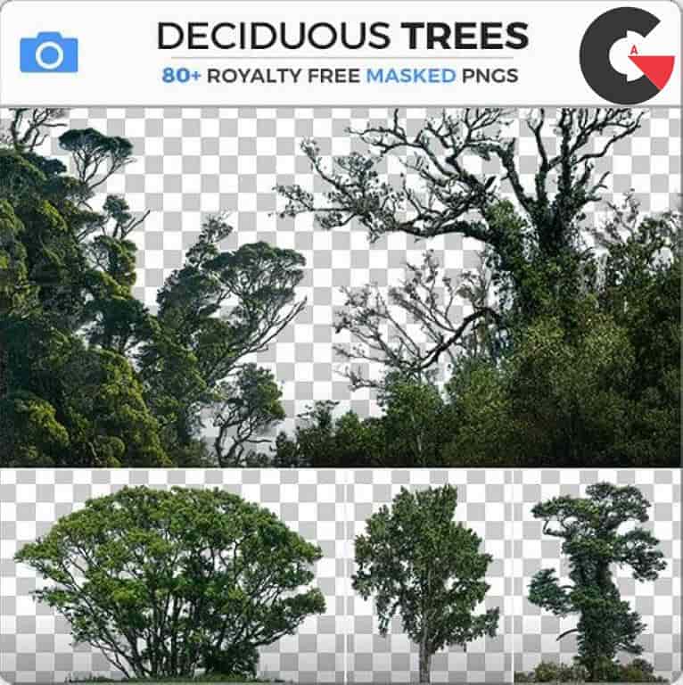 Photobash - Deciduous Trees