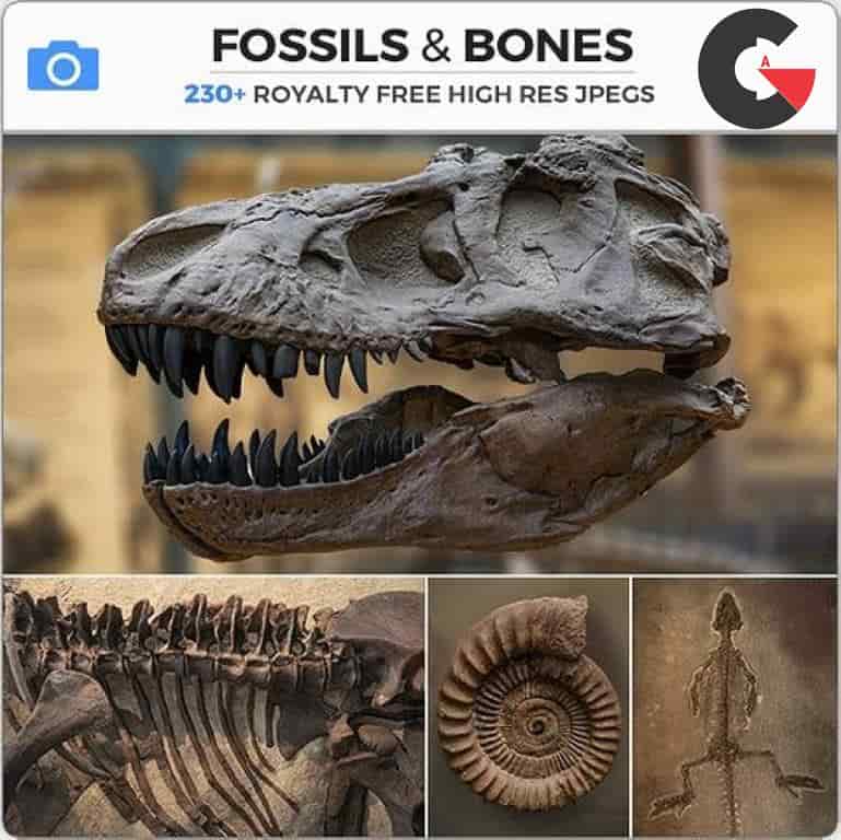 Photobash - Fossils And Bones