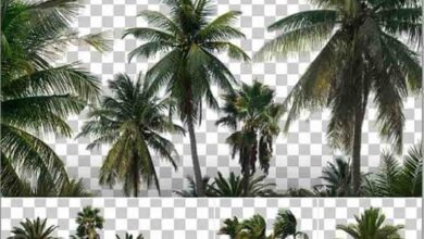 Photobash - Palm Trees