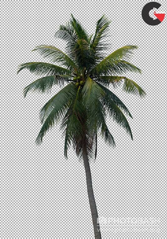 Photobash - Palm Trees