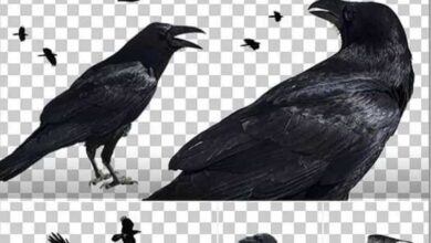 Photobash - Crows And Ravens