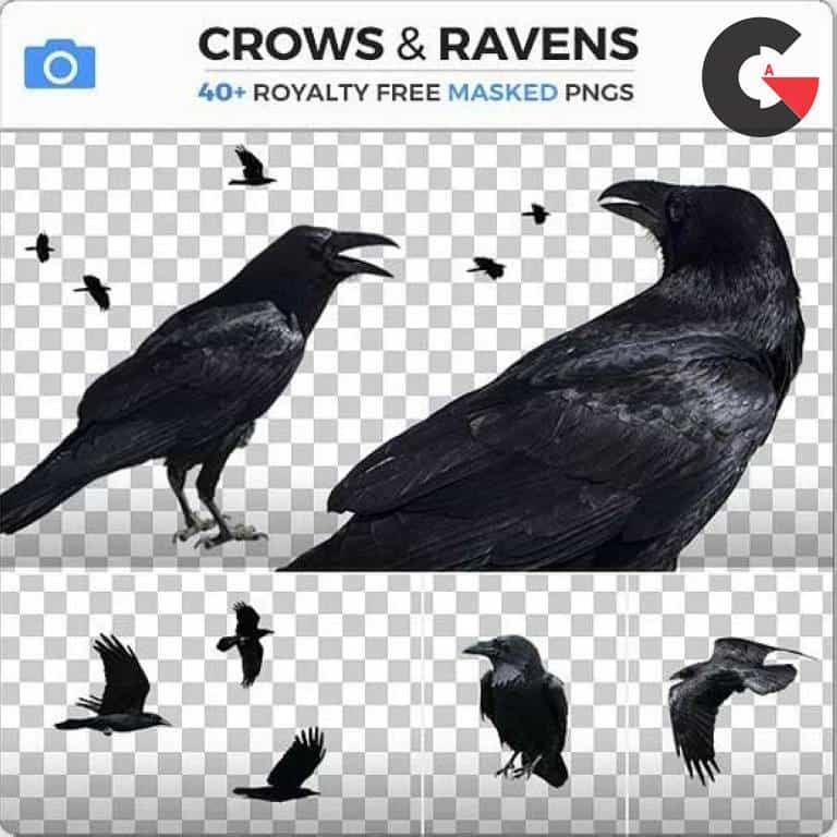 Photobash - Crows And Ravens