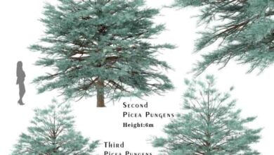 Artstation - Set of Picea Pungens Trees