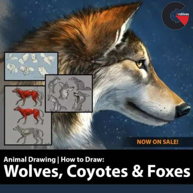CreatureArtTeacher - How to Draw Wolves, Coyotes & Foxes