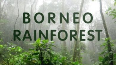 Pro Sound Effects - Borneo Rainforest