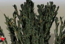 SpeedTree Foliage Guide: Creating 3DGrass and Bushes for UE5