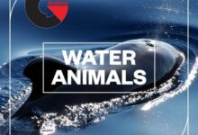 Blastwave FX - Water Animals