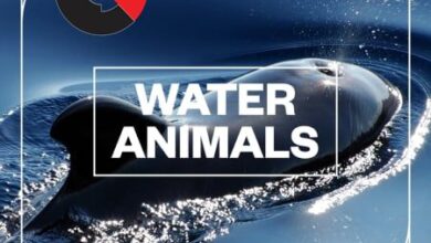 Blastwave FX - Water Animals