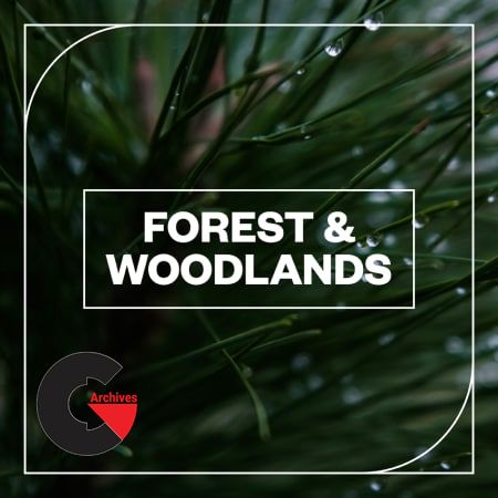 Blastwave FX - Forest and Woodlands