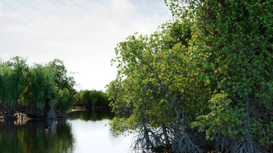 Globe Plants - Bundle 50 - Mangrove Plants